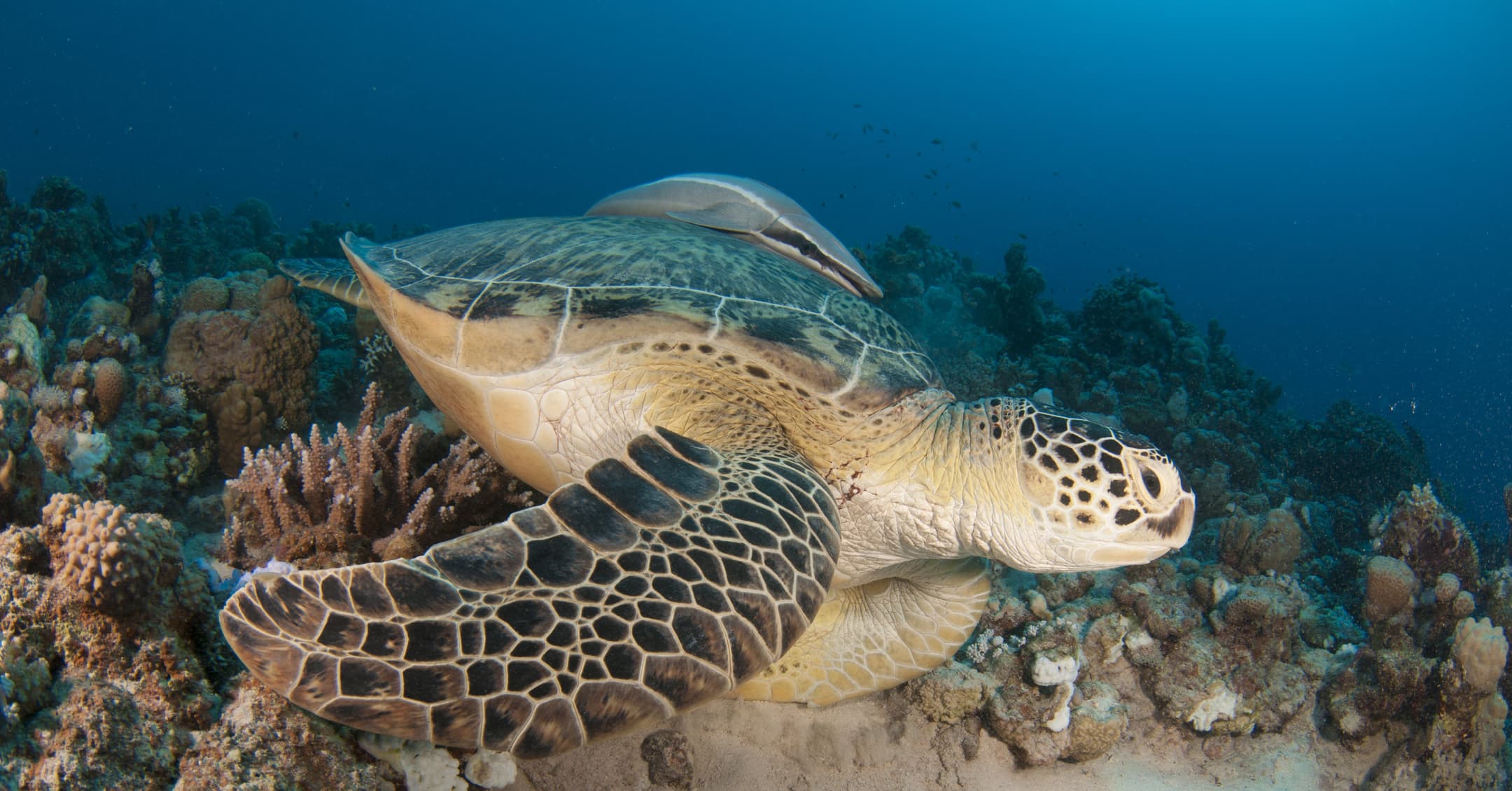 GR Stories | A sea turtle resting on a coral reef in the Red Sea