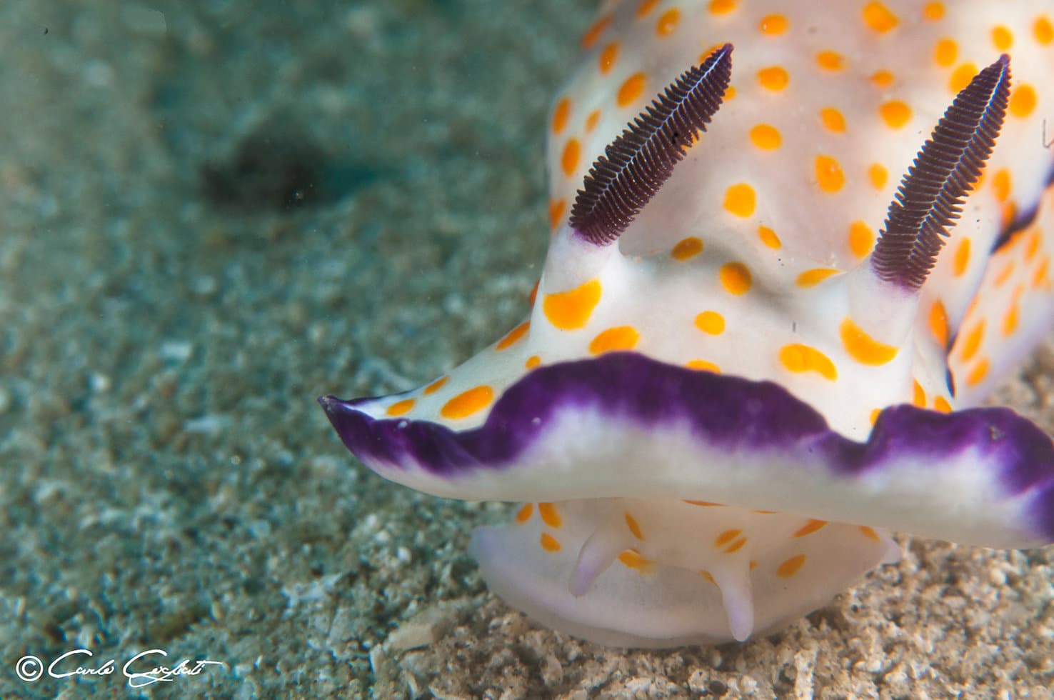 A white nudibranch with orange spots on the sand