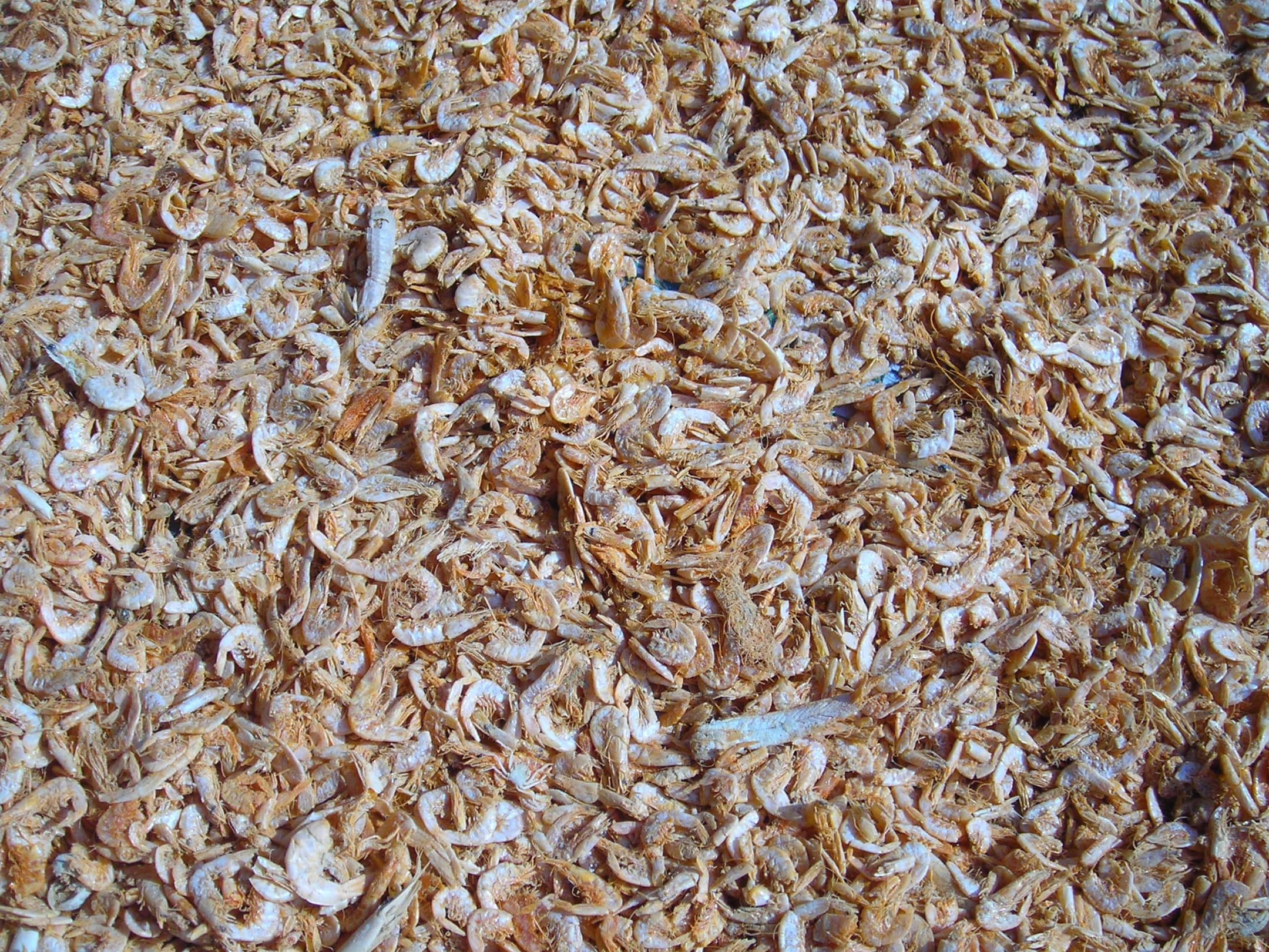GR Stories | Dried shrimps spread out to dry in Thailand