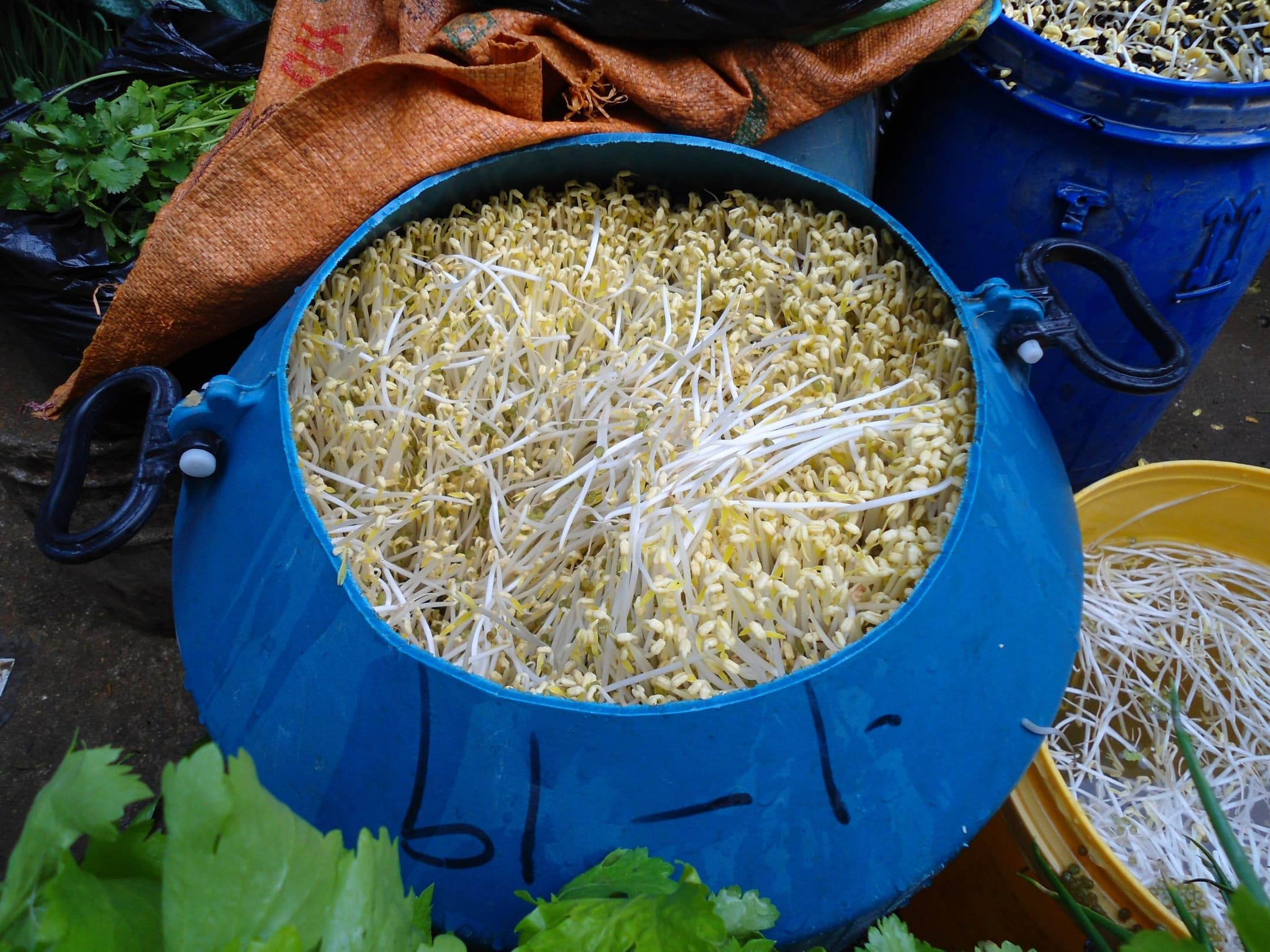 GR Stories | A large basin of fresh bean sprouts at a market